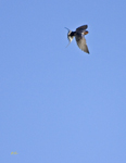 Barn Swallow